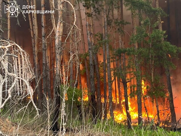 У Харківській області через обстріл РФ горить майже 40 км² лісу – ДСНС