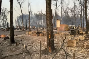 На Харківщині внаслідок лісової пожежі вигоріло ціле селище